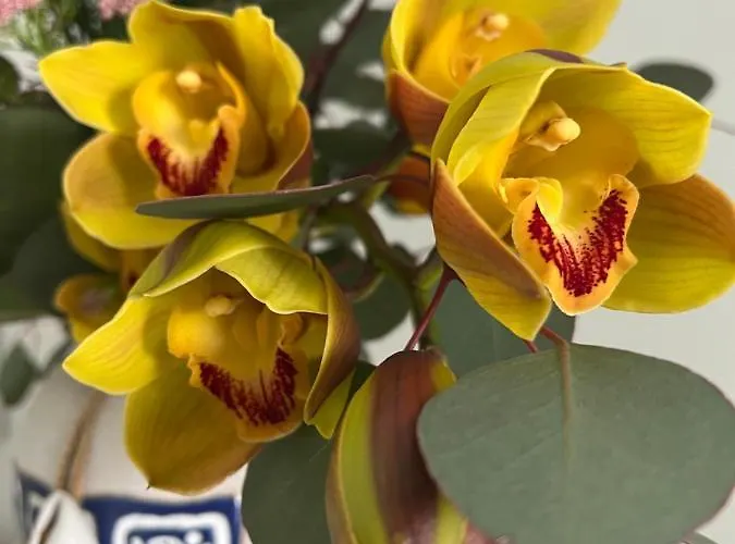 Apartamento Ascensore Per La *